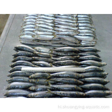 जमे हुए सार्डिन पूरे गोल प्रकाश ने मछली को 80-100 ग्राम पकड़ा